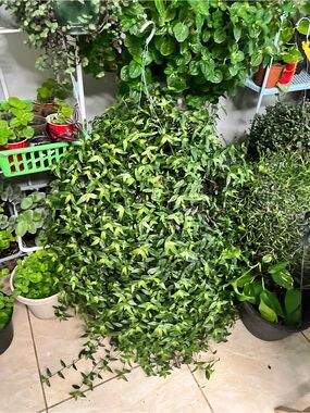 40 cuttings of Tahitian Bridal Veil .Just stick the cuttings in the soil.